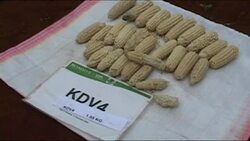 Drought tolerant seeds to tackle African food crisis News Clip