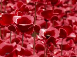 Armistice Day 2014 Close Up Shots sea of red poppies Tower of London News Clip