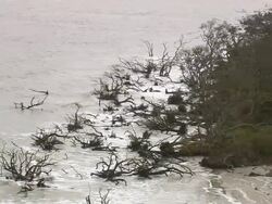 CU AERIAL Shot of cutted trees at Georgia Coast and Blackbeard Island / Georgia, United States Stock Footage