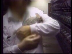 USA - Slaughter Of Chinchillas For Fur News Clip