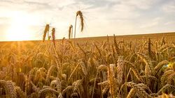 WS DS Wheat Ears At Sunset Stock Footage