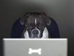 Boxer dog reads on a computer laptop Stock Footage