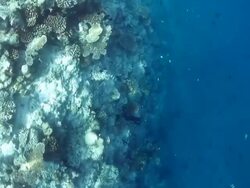 Nature's unspoilt underwater beauty Stock Footage