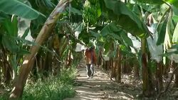 Peru, Sullana, banana processing Stock Footage
