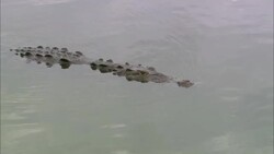 An alligator floats in the water, barely above the surface. Stock Footage