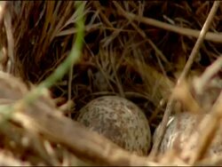 Crested Lark (Galerida cristata) eggs, Cabo de Gata, Andalucia, Spain Stock Footage