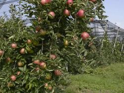 MS TU Shot of Red apples hanging on tree in apple orchard / Merano, Trentino, Tyrol, Italy Stock Footage