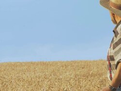 HD: Senior farmer looking and tasting crop in wheat field Stock Footage