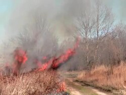 Forest fire Stock Footage
