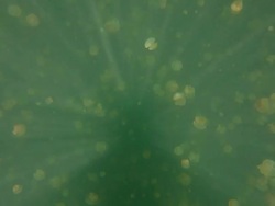 Jellyfish Lake, Snorkeling, Underwater, Palau Stock Footage