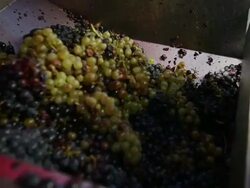 Grapes Harvesting in a Vineyard: pressing machine Stock Footage