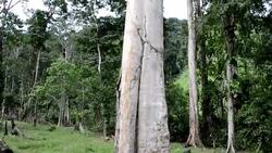 CLEAN : Honduran military evicts people staying in Rio Platano biosphere News Clip