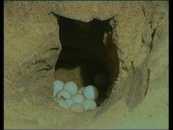 Olive Ridley Sea Turtle (Lepidochelys olivacea) eggs being laid into hole, India Stock Footage