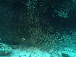 MS PAN School of slender sweepers swimming along rocky ledge covered with coral and sponge / Matola, Maputo, Mozambique Stock Footage