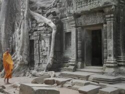 WS Buddhist monks walk into an ancient jungle temple past a large tree carrying alms bowls in Angkor Wat / Siem Reap, Cambodia Stock Footage