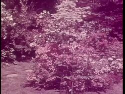 Royalty attend 1937 Chelsea Flower Show Stock Footage
