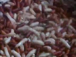 T/L CU High angle, blowfly larvae changing in to pupae, England Stock Footage