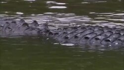 An alligator swims at the water's surface in Florida. Stock Footage