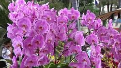 Flower charming for the Lunar New Year Instructional Video