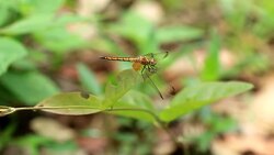 Dragonfly Closeup Stock Footage