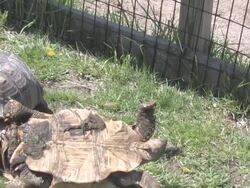 Large turtle 18 - HD 30F Stock Footage