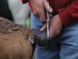 C/U Man hands with scissors cutting the hair of tail of a colt Stock Footage