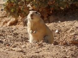 fat sand rat (Psammomys obesus) looking out of burrow Stock Footage
