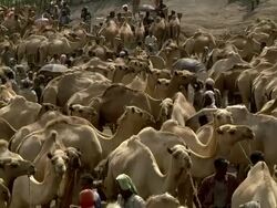 Overview of camel fair Stock Footage