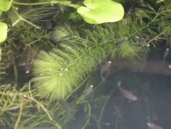 Guppy. Stock Footage