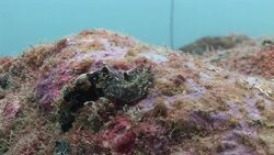 A sea slug slithers over a coral-covered rock. Stock Footage