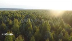 Forests, Mpumalanga, South Africa Stock Footage