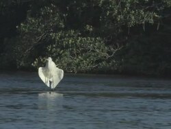 Egret drying wings 6 Stock Footage
