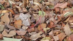 Seeds falling Stock Footage