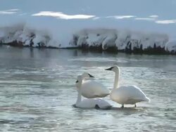 MS Three trumpeter swans swimming and standing river / Yellowstone National Park, Wyoming, United States Stock Footage