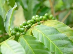 Coffee trees Stock Footage