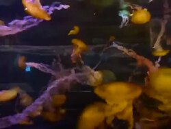 TIME LAPSE: Shark Reef Aquarium At Mandalay Bay Time Lapses Stock Footage