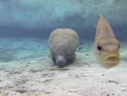 florida manatee and fish Stock Footage