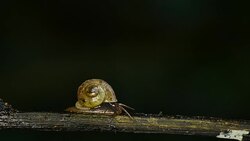 Snail walking on branches in the rainforest. Stock Footage