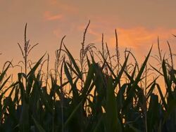 MS DS Field Of A Corn At Dusk Stock Footage