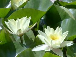 Lotus flower opening into the morning Stock Footage