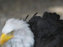 Bald Eagle Stock Footage