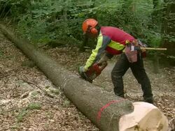 MS Lumberjack at work in forest / Zerf, Rhineland Palatinate, Germany Stock Footage