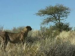 Cheetah - Gepard3 Stock Footage