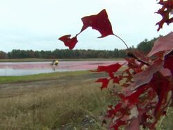 Cranberries being harvested on farm News Clip