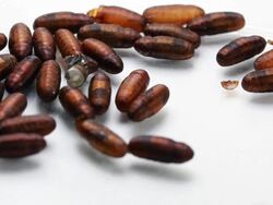 Fly going out the pupa Stock Footage