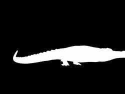 Crocodile Attack (Loopable) Stock Footage