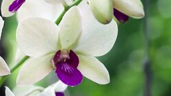 purple and white orchids Stock Footage