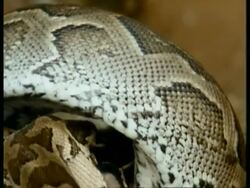 CU Python attacks prey and constricts prey, Kenya Stock Footage