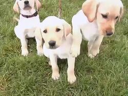 Puppies Ready for Walk Stock Footage