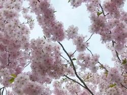 HD: Blossom Tree Stock Footage